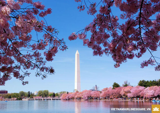 Washington đẹp nhất vào mùa xuân