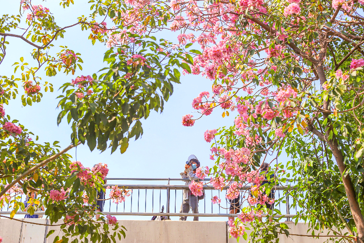 mùa hoa kèn hồng Tp Hồ Chí Minh