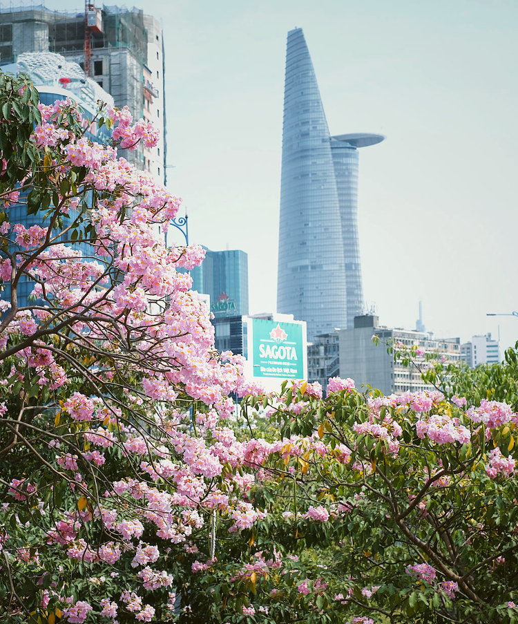 Mùa hoa kèn hồng Sài Gòn