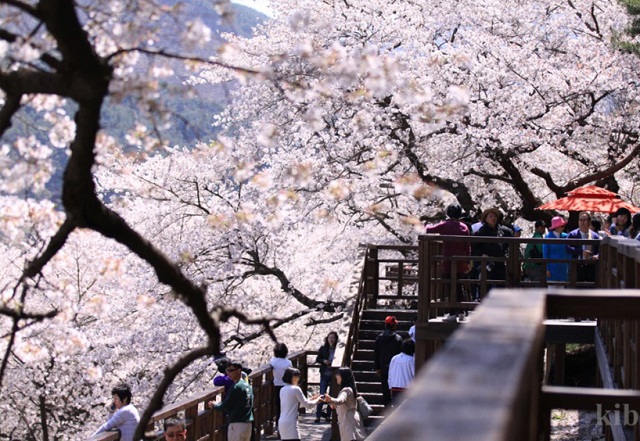 Top 5 lễ hội hoa anh đào tháng 4 ở Hàn Quốc