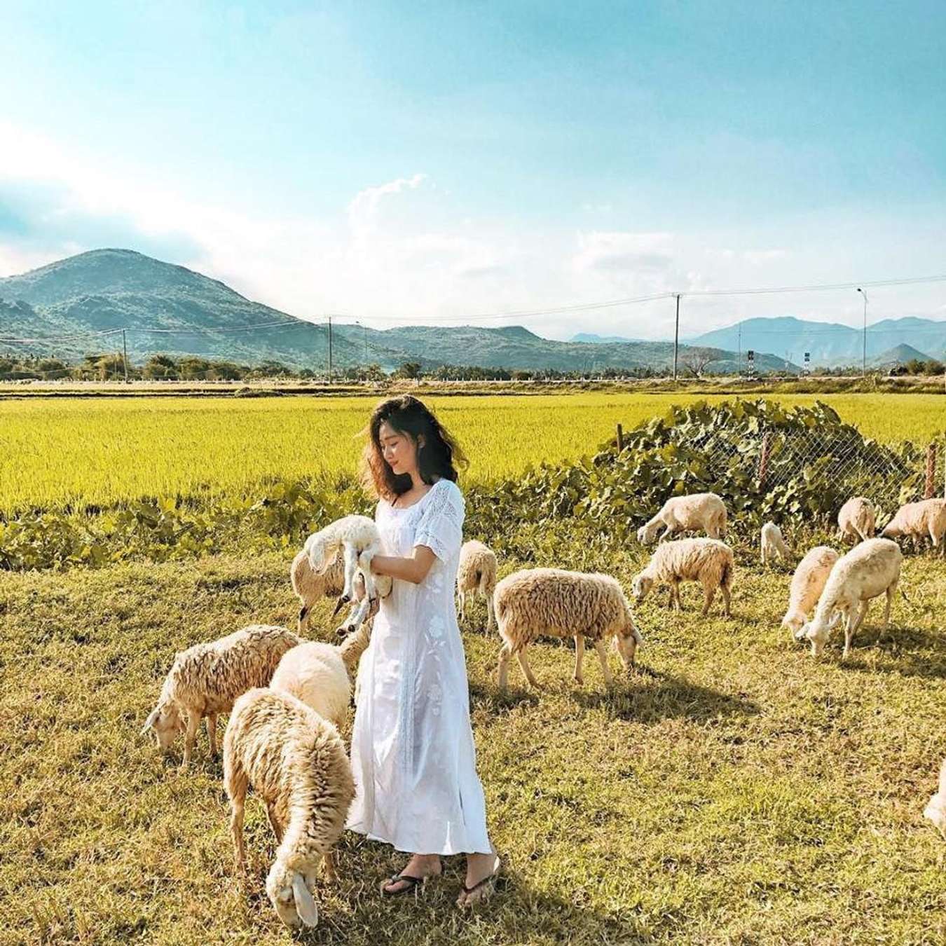 An Hoa sheep field in Ninh Thuan