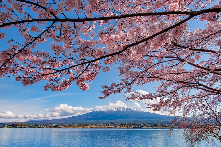 mùa hoa anh đào Nhật Bản