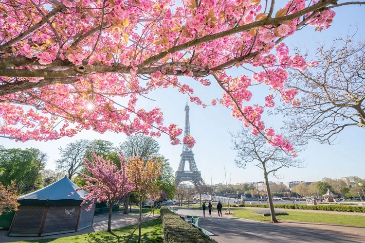 mùa hoa anh đào Paris
